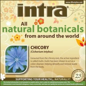 Chicory (Cichorium Intybus)