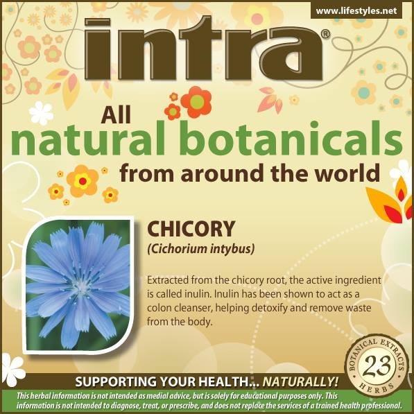 Chicory (Cichorium Intybus) Chicory (Cichorium Intybus)