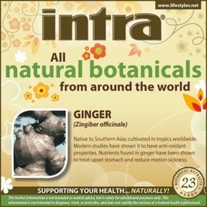 Ginger (Zingiber Officinale)