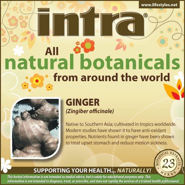 Ginger (Zingiber Officinale) Ginger (Zingiber Officinale)