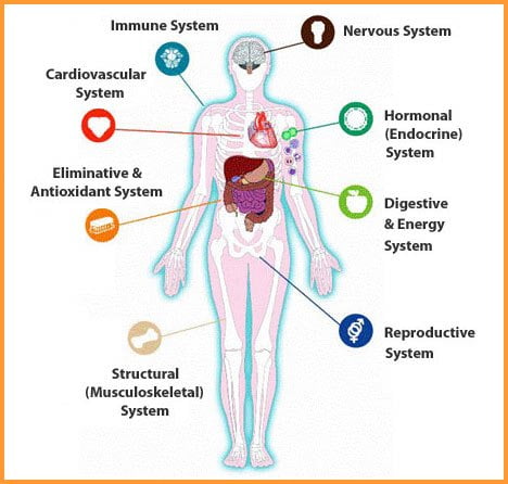Diagram of the human body showing the 8 biological systems — immune, nervous, cardiovascular, hormonal (endocrine), eliminative & antioxidant, digestive & energy, structural (musculoskeletal), and reproductive.